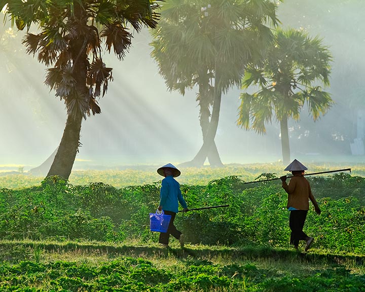 Người dân đi thu hoạch mật hoa cây thốt nốt